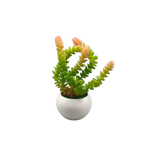 Table planter Donkey Tail With White Pot